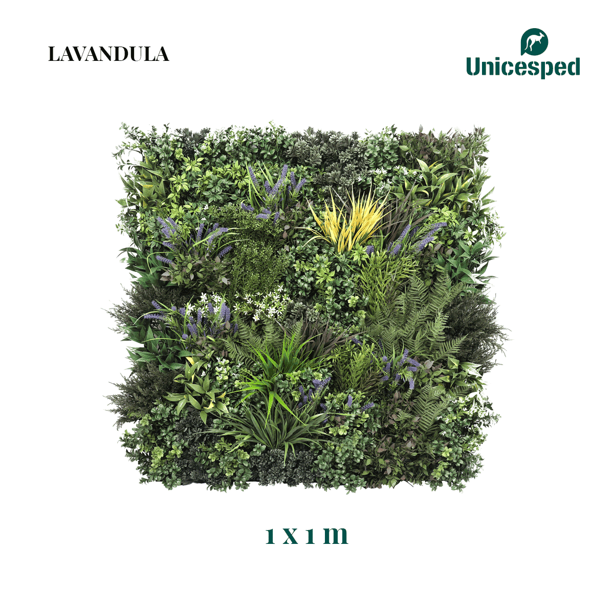Lavandula - Imagen 4