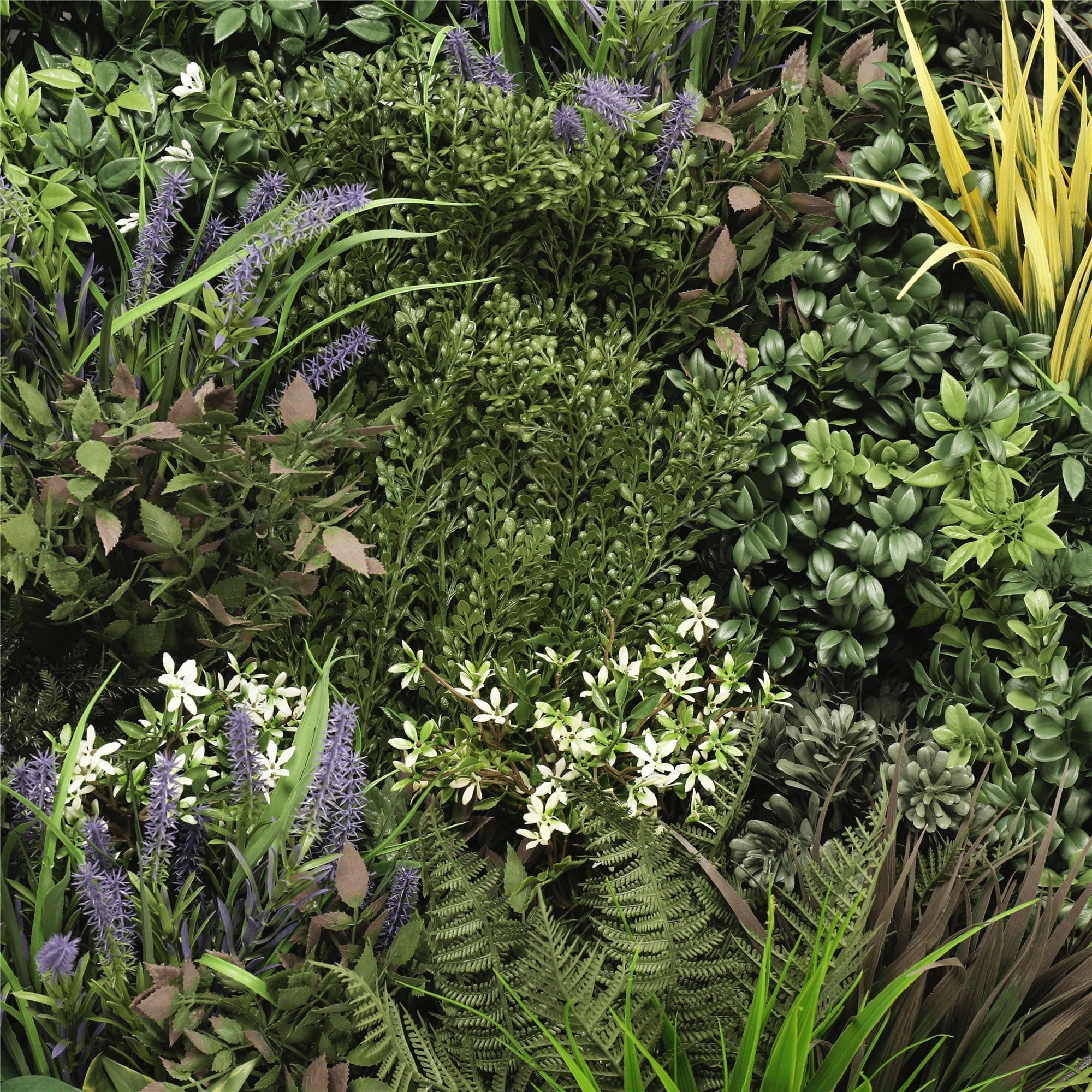 Lavandula - Imagen 3