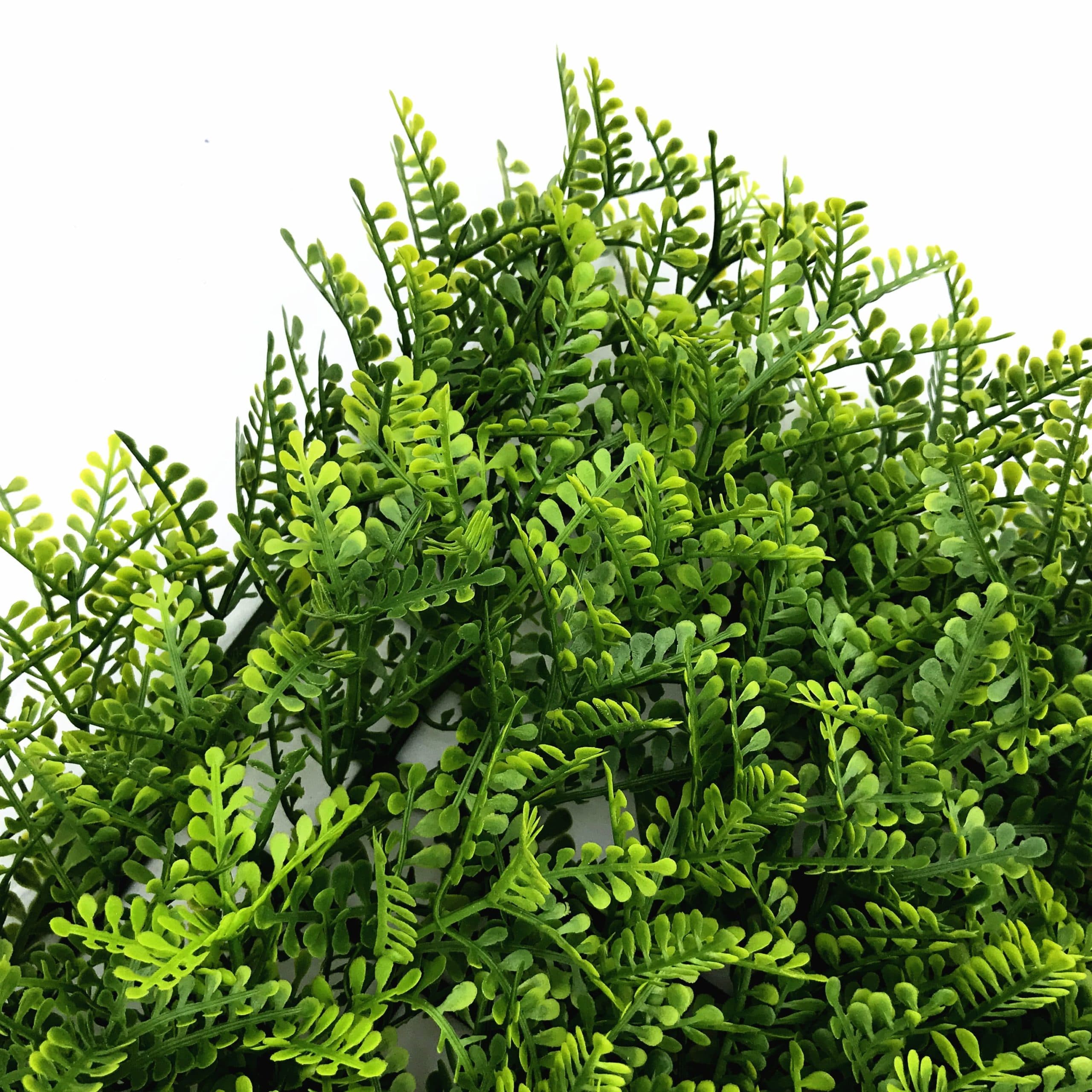 Golden Fern - Imagen 2