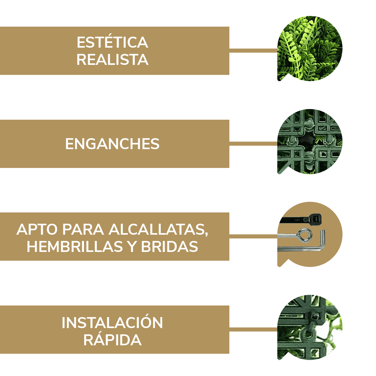 Golden Fern - Imagen 6