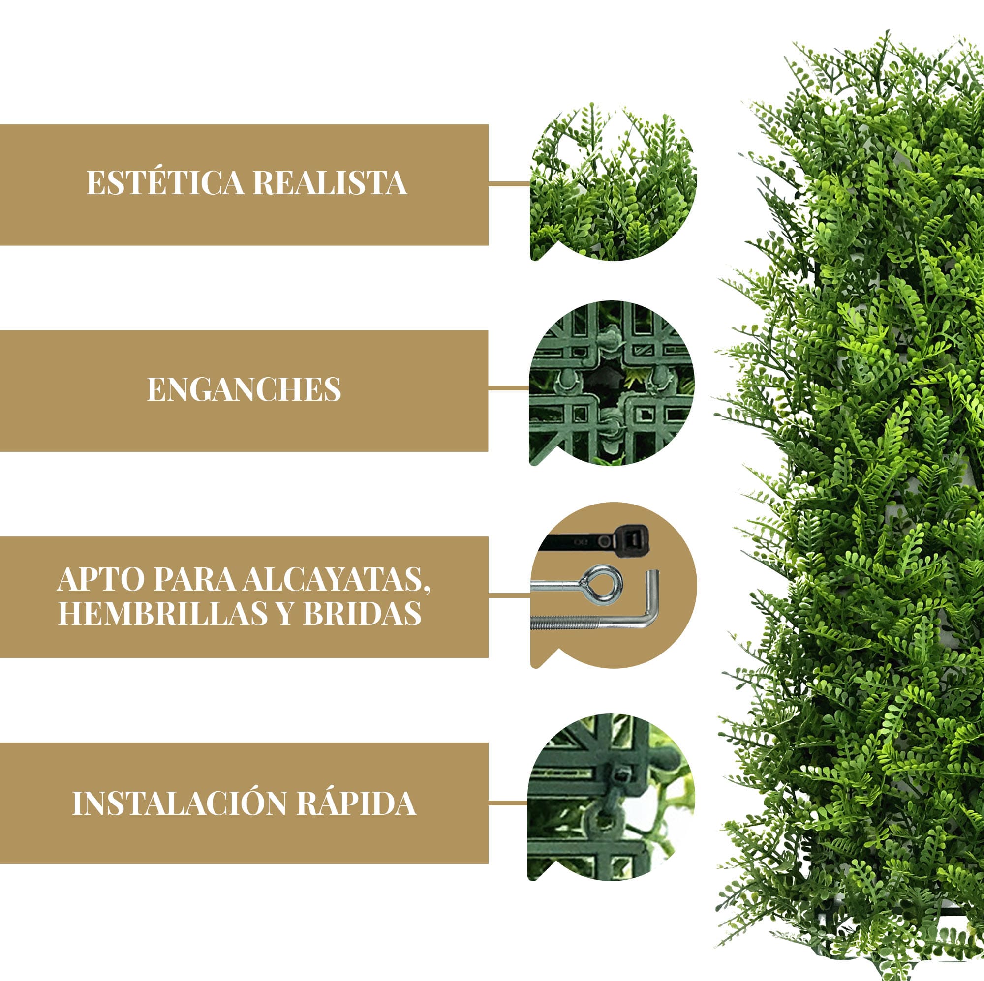 Golden Fern - Imagen 5