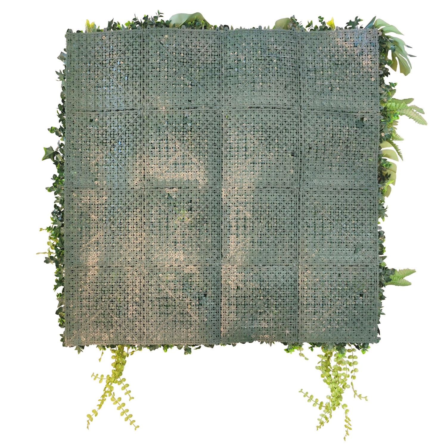 New Rainforest - Imagen 3