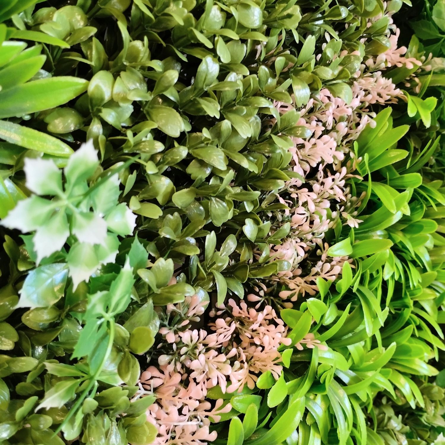 Fresh Garden - Imagen 2