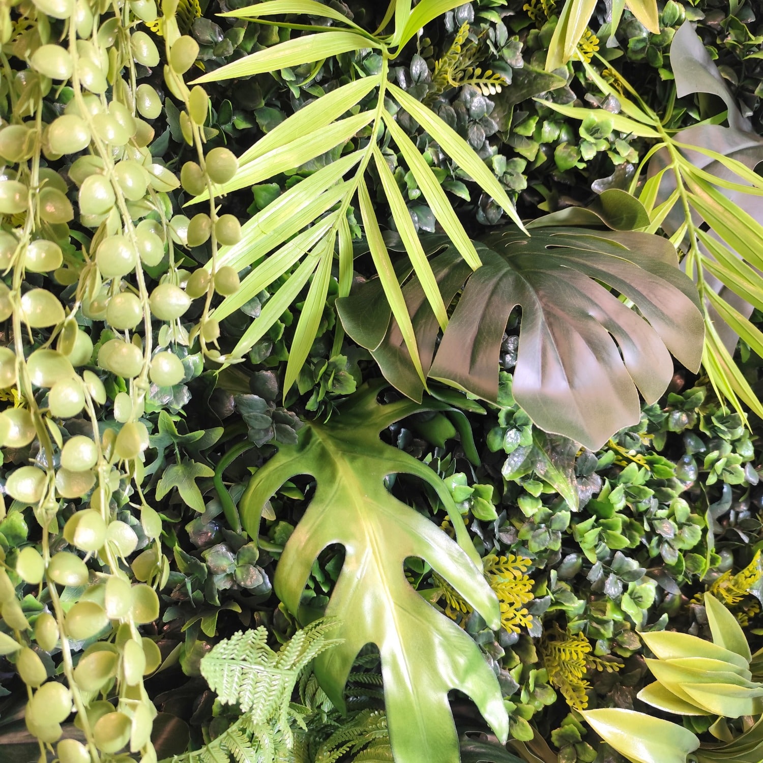 New Rainforest - Imagen 4