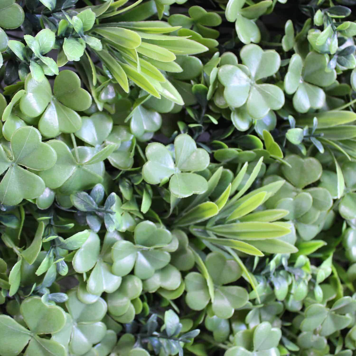 Subtropical - Imagen 4