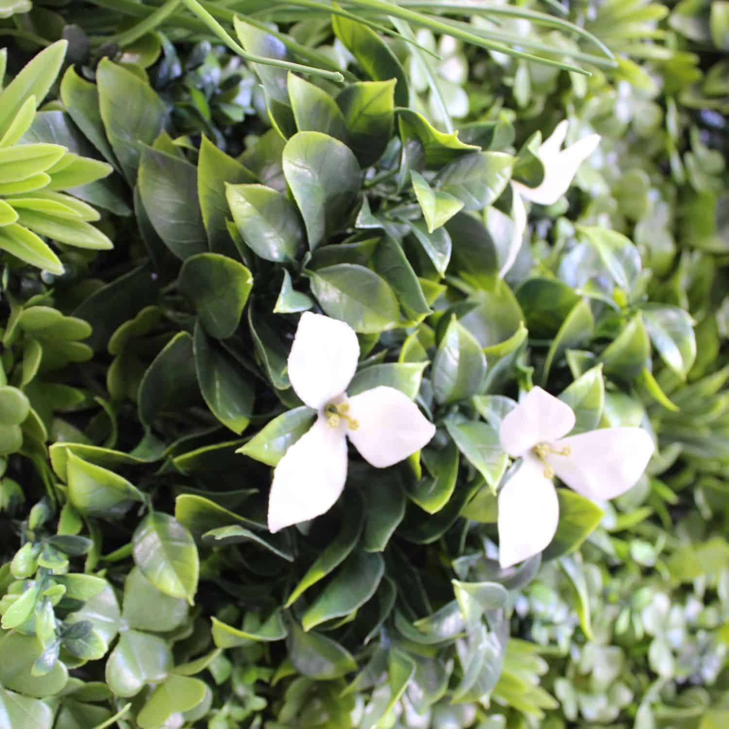 Subtropical - Imagen 3