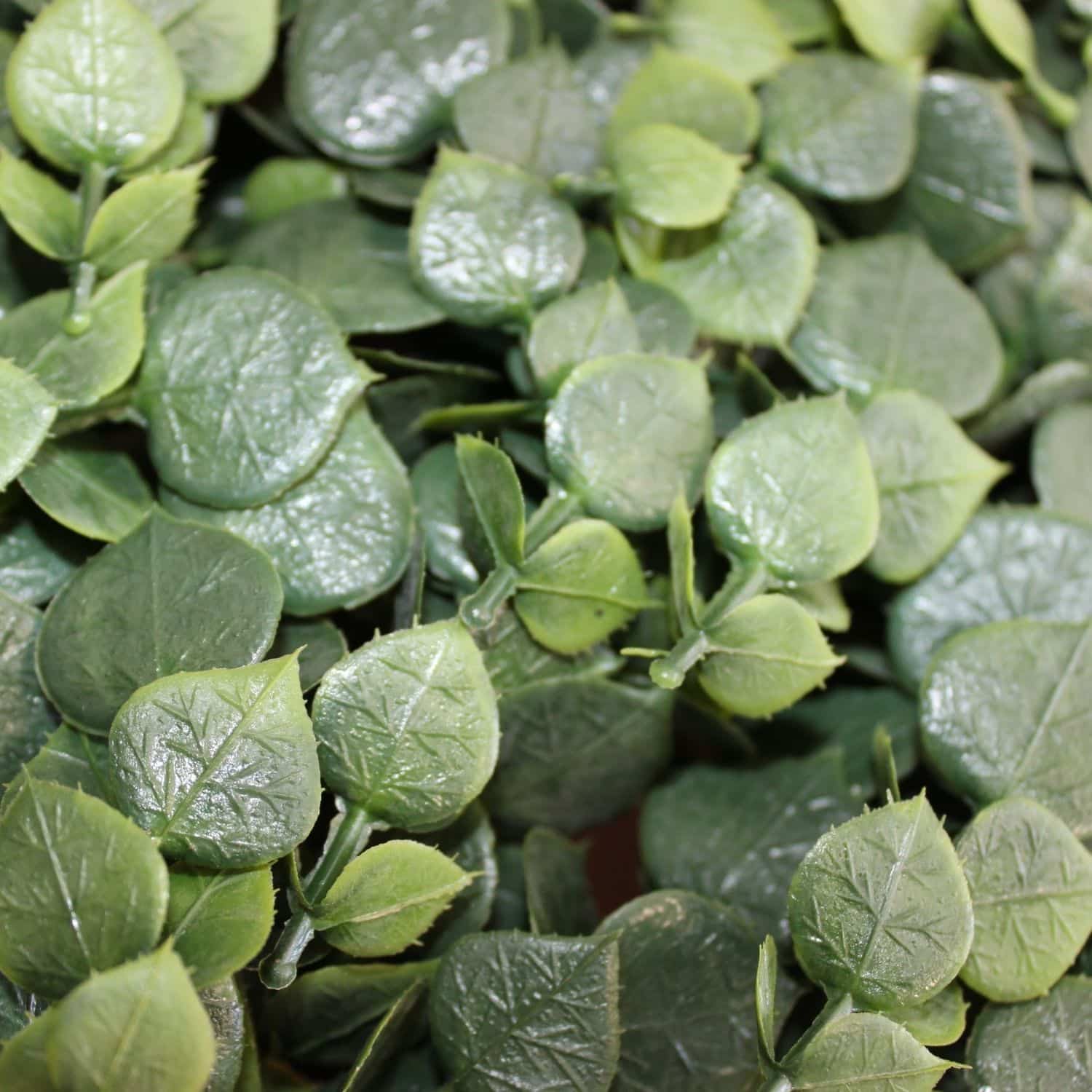 Eucalyptus - Imagen 3