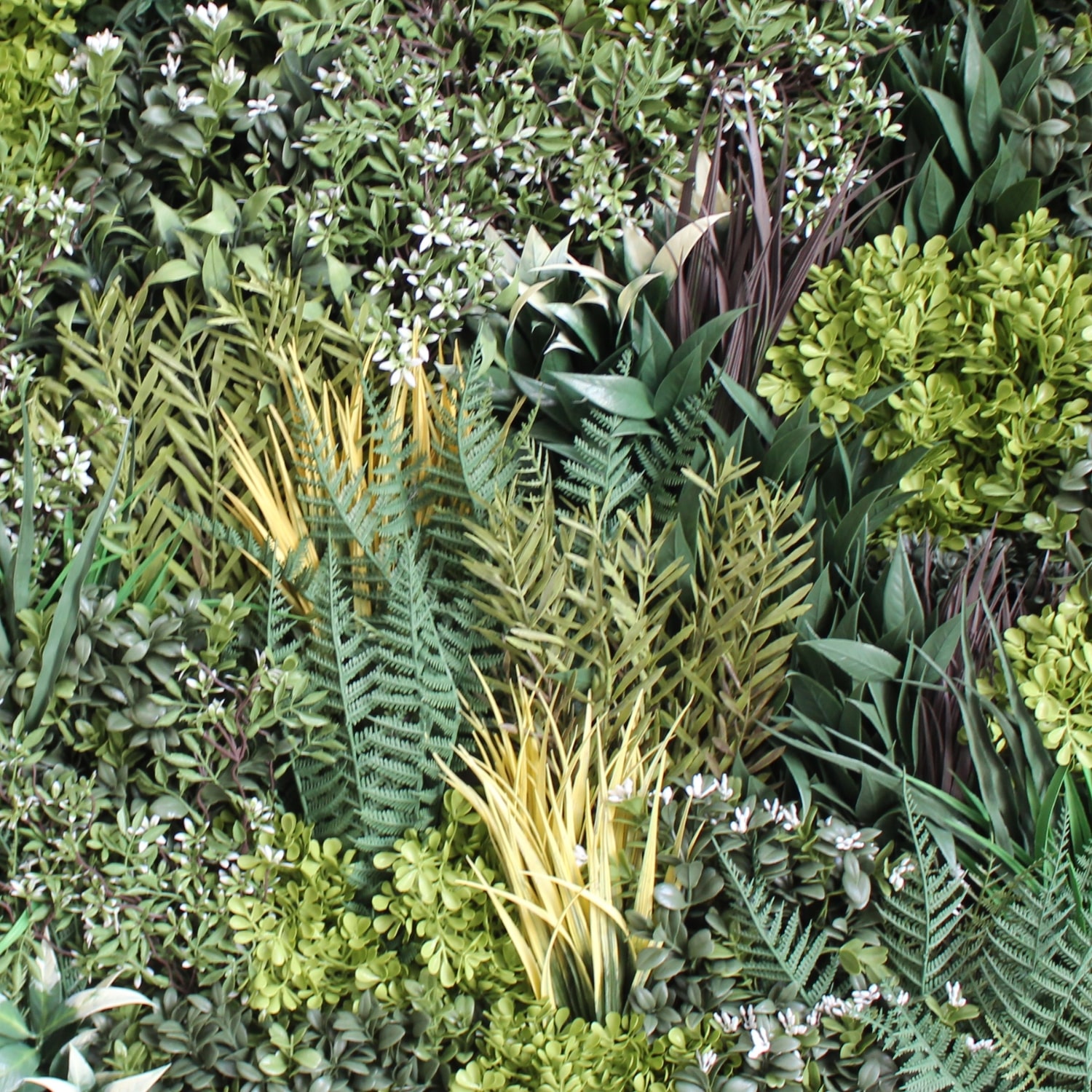 Forestal A - Imagen 2