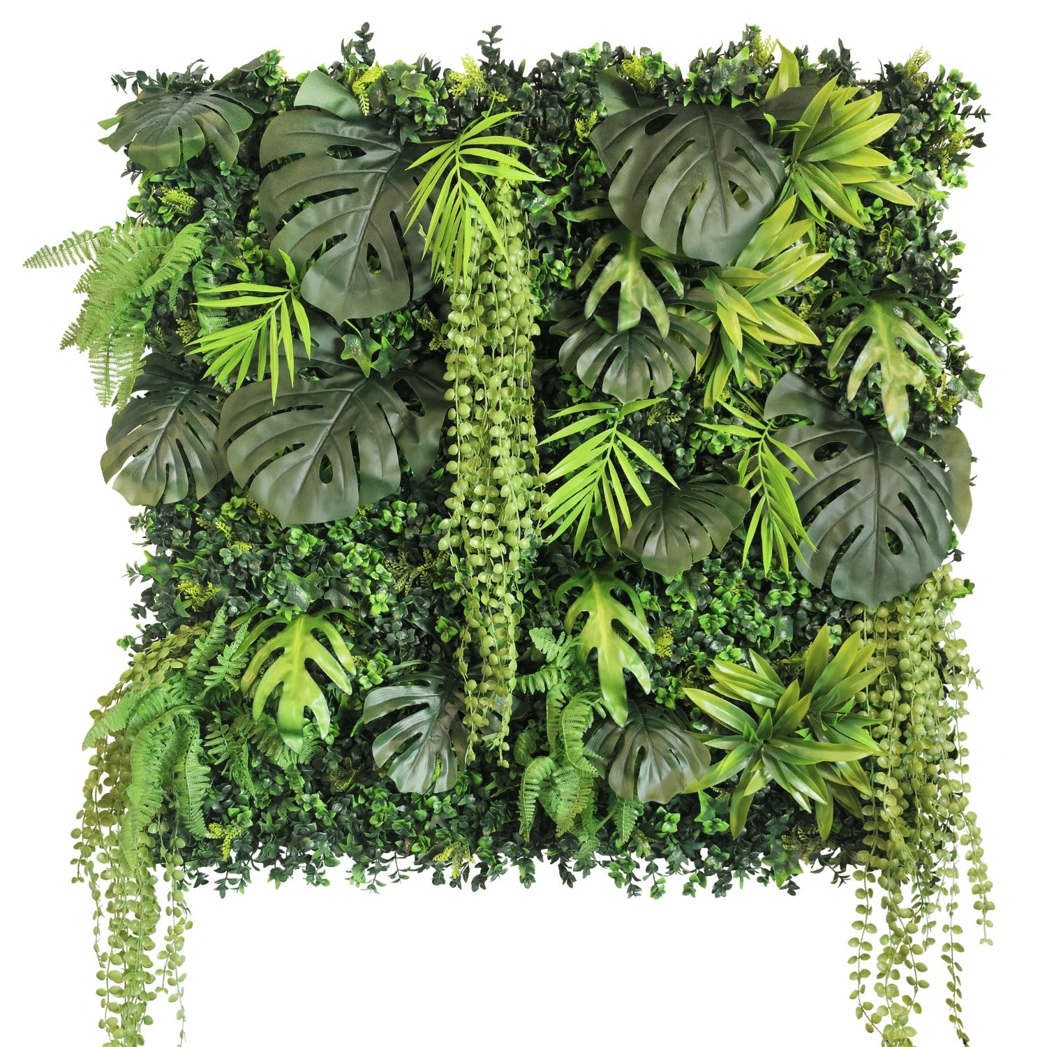 New Rainforest - Imagen 5