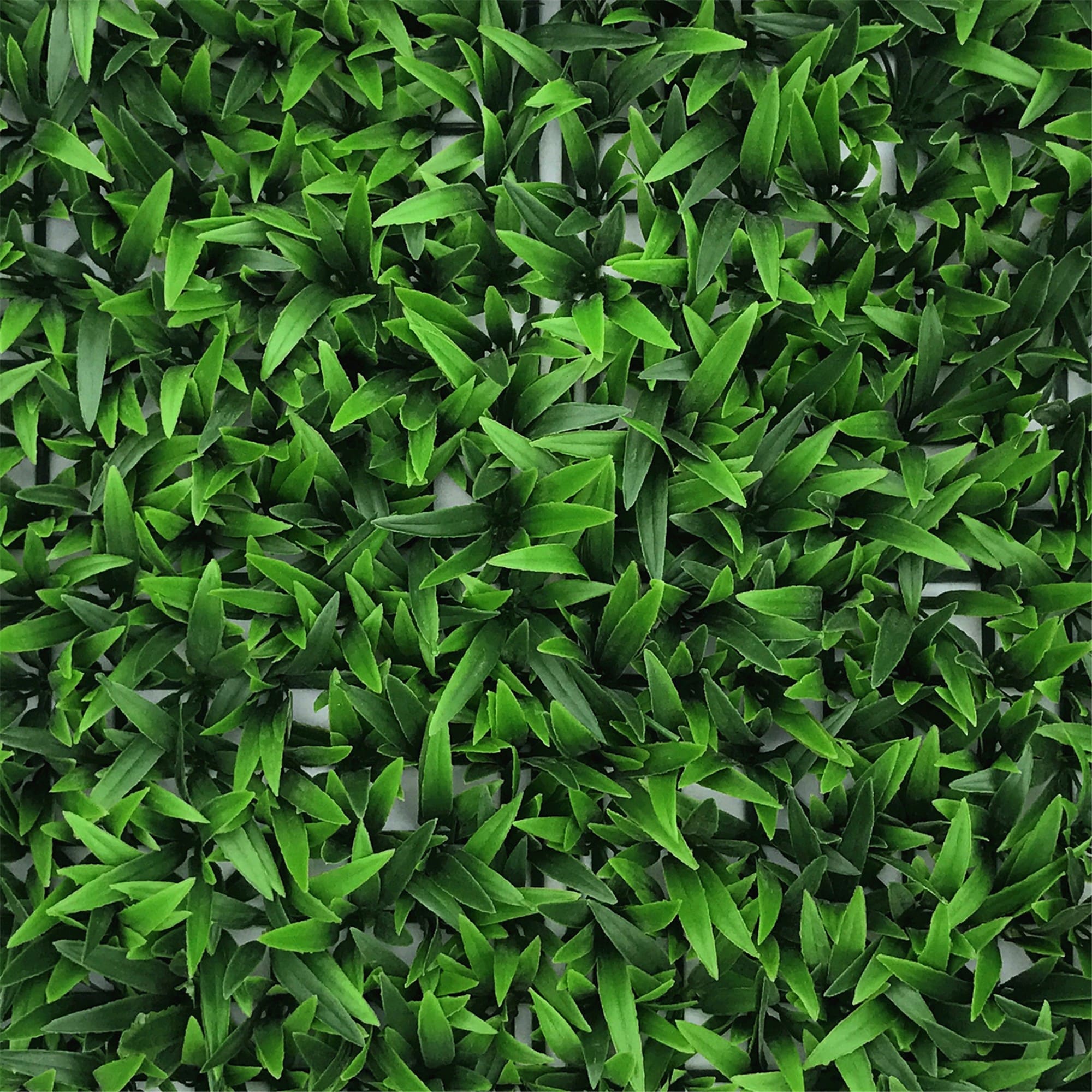 Mayorel - Imagen 2