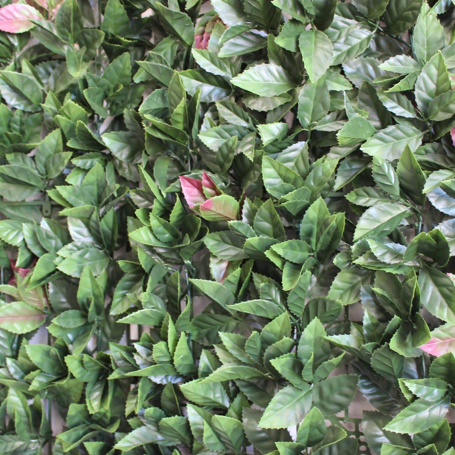 New Oasis Garden - Imagen 3