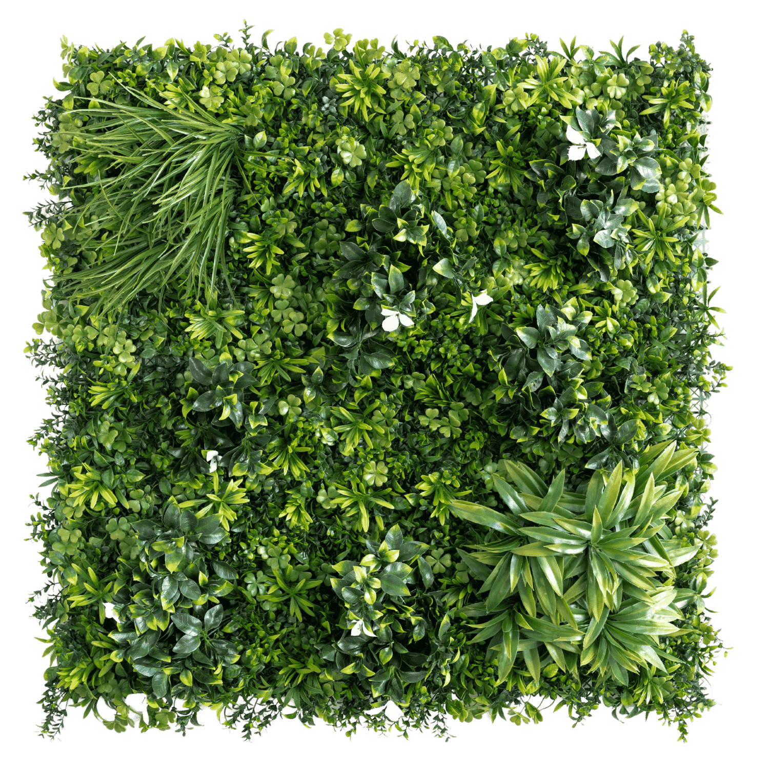 Subtropical - Imagen 2