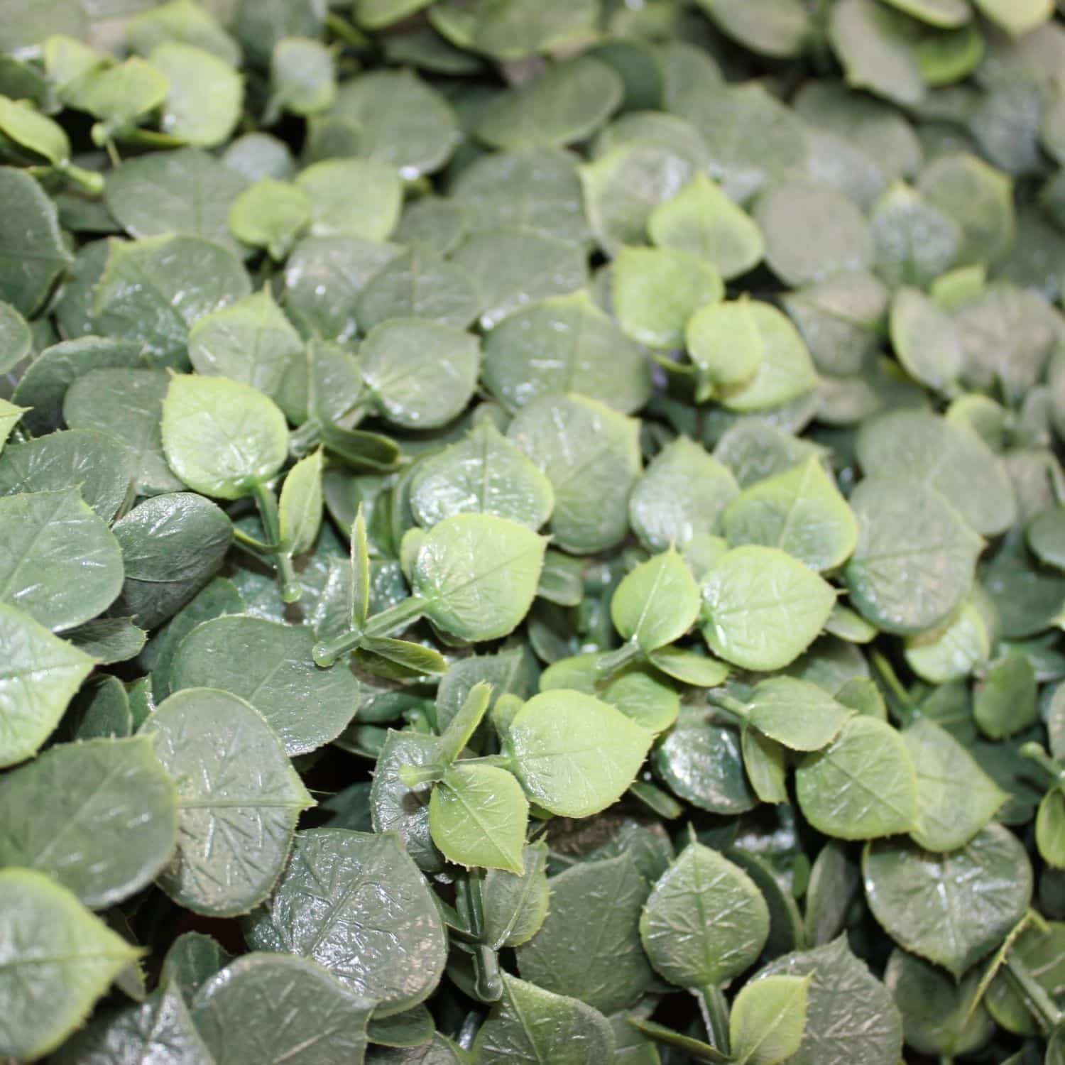 Eucalyptus - Imagen 4